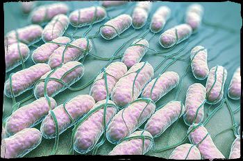 Γασρτεντεριτιδα